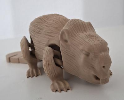 Castor articulé